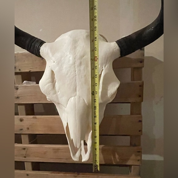 โจ๐ Buffalo skull euro mount - Picture 3 of 8